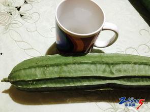 梦见邻居给瓜吃,瓜果共享的温馨瞬间