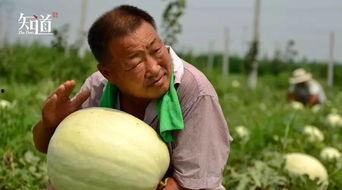 河北在线吃瓜,吃瓜群众的热议焦点