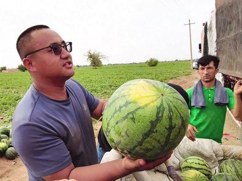 奔马吃瓜,一场别开生面的趣味盛宴