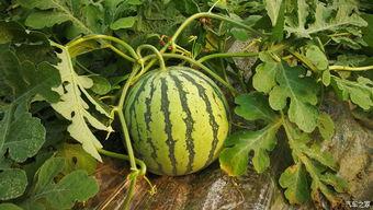 满级的吃瓜群众,揭秘娱乐圈幕后风云