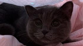 小猫猫吃瓜,小猫猫的瓜田奇遇记