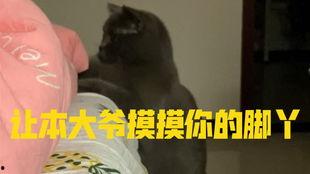 小猫猫吃瓜,小猫猫的瓜田奇遇记