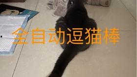 小猫猫吃瓜,小猫猫的瓜田奇遇记