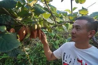 梦到田地偷瓜吃,田地偷瓜的奇幻之旅