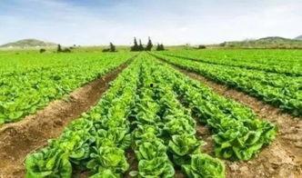 梦到田地偷瓜吃,田地偷瓜的奇幻之旅