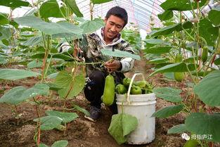 梦到田地偷瓜吃,田地偷瓜的奇幻之旅