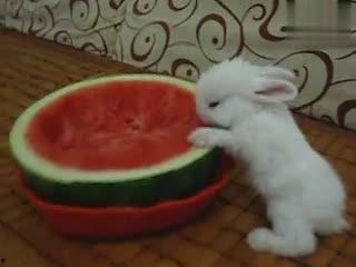 吃瓜直播间兔子,揭秘网络红人的幕后故事