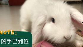 吃瓜直播间兔子,揭秘网络红人的幕后故事