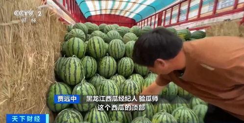 哈体院吃瓜,一场校园风云的幕后真相”