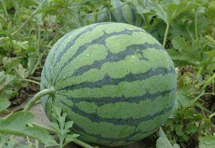 京瓜怎么吃减肥