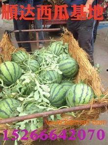 京瓜怎么吃减肥