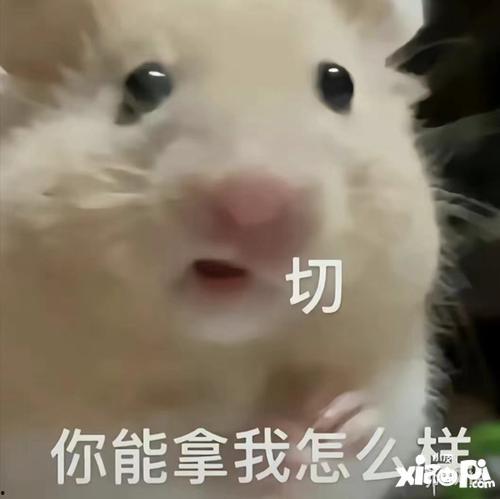 璐璐睡不着吃瓜