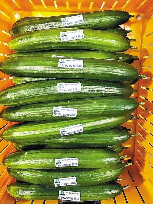 小瓜是毛瓜吗怎么吃,辨别与美味烹饪指南