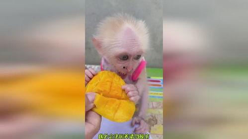 小猴吃果瓜,趣味盎然的童年记忆