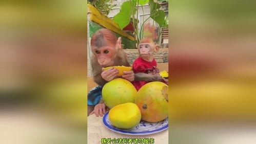 小猴吃果瓜,趣味盎然的童年记忆
