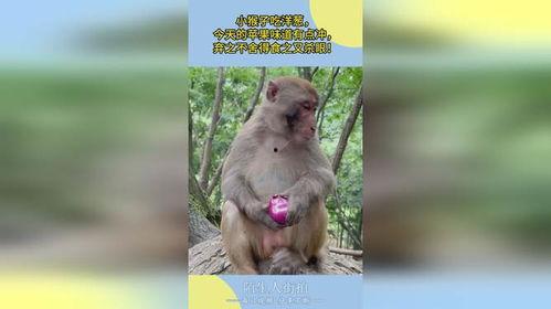 小猴吃果瓜,趣味盎然的童年记忆