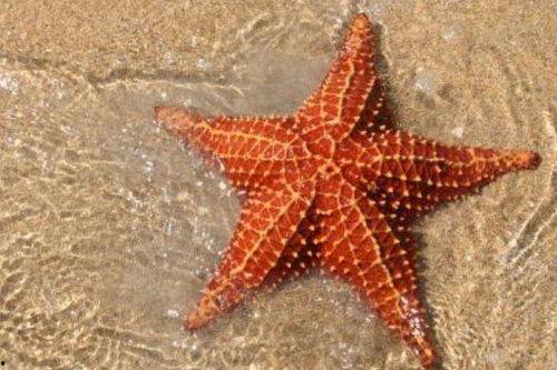 吃瓜海星的图片,海洋生物的另类美食时光