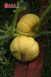 小姜吃瓜土豆,一场味蕾的田园之旅