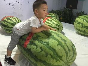 广西柳州吃瓜事件