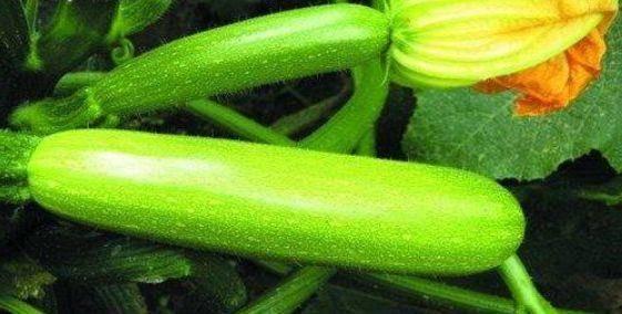 春季有哪些瓜可以吃,盘点春季必尝的时令瓜类