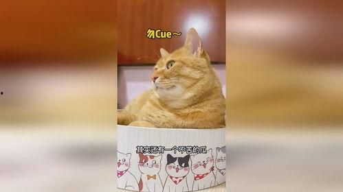 吃瓜少年与猫,一场意外的友谊之旅