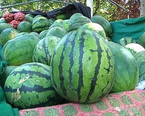 怎么吃那个瓜,如何品味生活中的甜蜜与苦涩