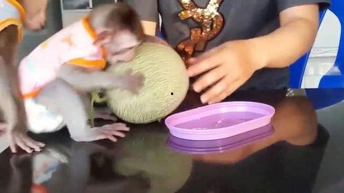 猴子吃哈密瓜图片,猴子欢乐享用哈密瓜瞬间