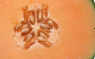 吃哈密瓜清脆,尽享夏日清凉美味