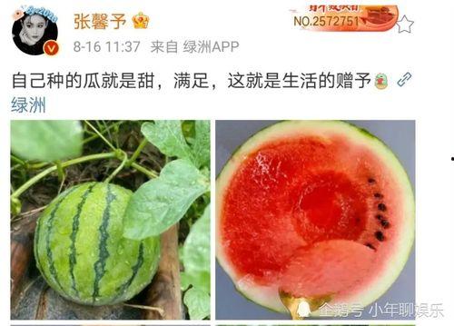 静静当吃瓜